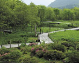 箱根町立箱根湿生花園イメージ画像