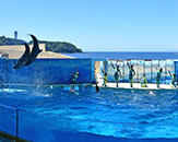 新江ノ島水族館イメージ画像