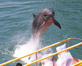 下田海中水族館イメージ画像